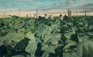 Growing Tobacco, Cuba by Unbekannt