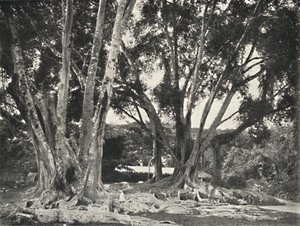 Rubber Tree (Ficus elastica) by Unbekannt
