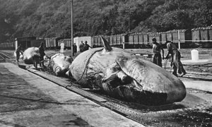 Handling Whales at the Bluff, Durban, South Africa by Unbekannt