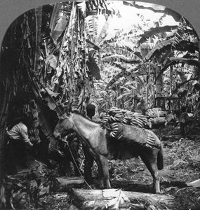 Harvesting Bananas, Costa Rica, 1909 by Unbekannt