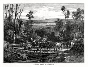 Hauling Timber, Australia by Unbekannt