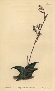 Haworthia venosa by Unbekannt