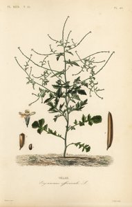 Hedge mustard, Sisymbrium officinale, Erysimum officinale