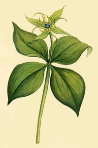 Herb Paris