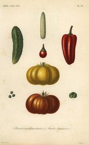 Herbs and vegetables