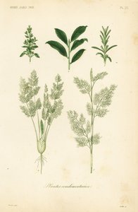 Herbs by Unbekannt