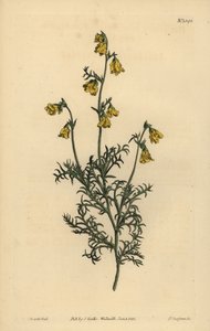 Hermannia confusa (Fine-leaved hermannia) by Unbekannt