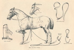 Horse with Rarey Fittings, c1905-c1910