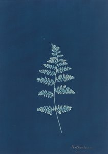Hothocleana, c. 1850s