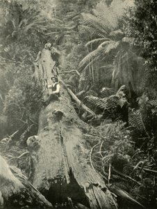 How Are The Mighty Fallen, 1901 by Unbekannt