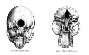 Human and orang-utan skulls, 1848 by Unbekannt
