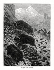 Hunting the Musk-Ox