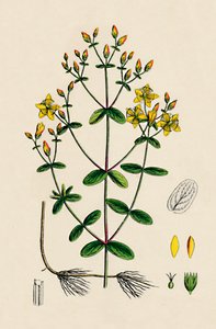 Hypericum Boeticum. Waved-leaved St. Johns Wort, 19th Century by Unbekannt