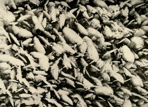 Ice Crystals on roof of the Hut Porch by Unbekannt