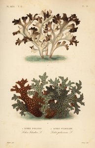 Iceland moss and tree lungwort by Unbekannt