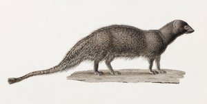 Ichneumon Mongoose
