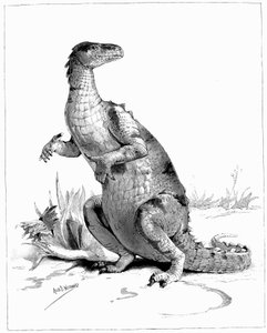 Iguanodon