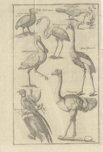 Illustration from the Book Description of the Cape of Good Hope and Its Inhabitants by Kolb, Peter and Published by Peter Conrad Monath (de, 1745) by Unbekannt