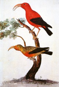 Illustration of Iiwi, Scarlet Honeycreeper by Unbekannt