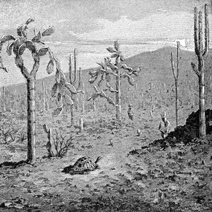 Indefatigable Island, Galapagos Archipelago, 1895 by Unbekannt