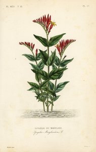 Indian pink or woodland pinkroot by Unbekannt