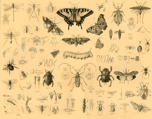 Insects by Unbekannt