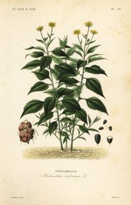 Jerusalem Artichoke or Sunchoke by Unbekannt
