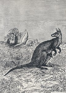 Kangaroo by Unbekannt