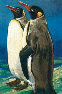 King penguins, c1928