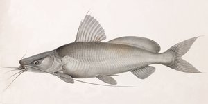 The Bayd Fitile