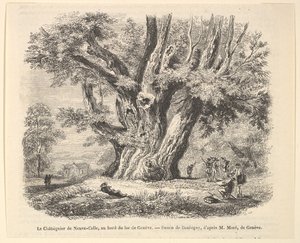 Le Châtaignier de Neuve-Celle, au bord du lac de Genève, after Daubigny by Unbekannt