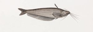 The Silure Oudnei, Close-Up