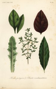 Leaf Vegetables and Herbs by Unbekannt