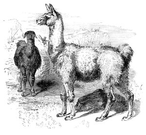 Llamas by Unbekannt