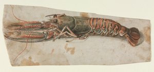 Lobster, 1600s by Unbekannt