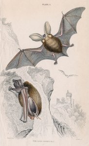 Long-Eared Bat Plectorus Auritus