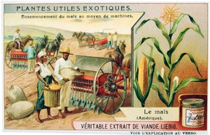 Maize, c1900 by Unbekannt
