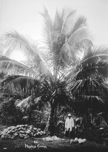 Making Copra, Solomon Islands, Fiji