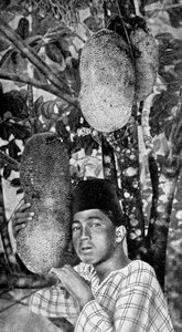 Malay gathering jackfruit, 1922 by Unbekannt