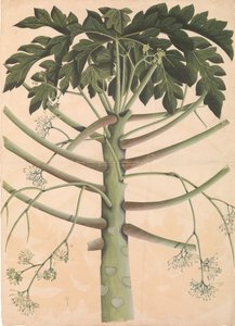 Male Papaya Tree by Unbekannt