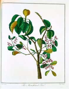Manchineel Tree Hippomane Mancinella or Poison Guava by Unbekannt