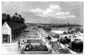 Manufacturing indigo in Tirhoot Muzaffarpur, Lower Bengal, 1869
