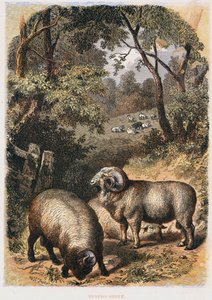 Merino sheep by Unbekannt