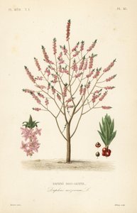 Mezereon or spurge laurel by Unbekannt
