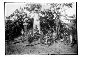 Monkeys, c.1910 by Unbekannt