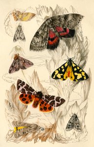 Moths, 19th Century