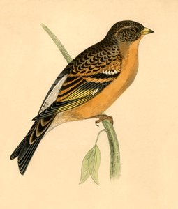 Mountain Finch, late 19th century