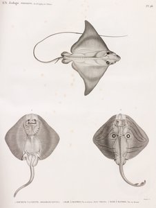 Cowfish & Banded Ray
