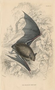 Natterer