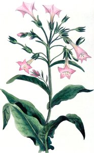 Nicotiana tabacum - tobacco plant, 1823 by Unbekannt